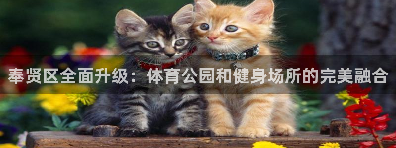 意昂4集团官网网址：奉贤区全面升级：体育公园和健身场