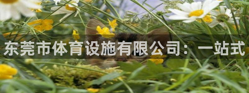 意昂体育4是干嘛的公司：东莞市体育设施有限公司：一站